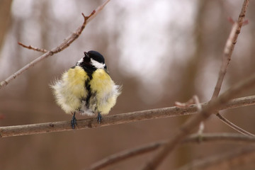 Cute fluffy yellow tit sitting on a branch