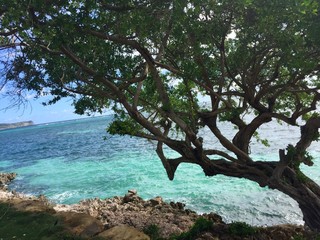 Tree hanging over Caribbean turquoise ocean in Antiqua