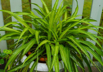 Spider-plant - a beautiful, easy-to-care houseplant, after rain.