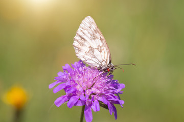 Schmetterling (Melanargia galathea)