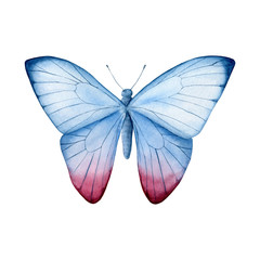 watercolor element butterfly
