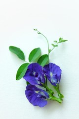 Close up of Butterfly pea flower on white background. 