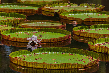 Giant amazonian lily (Victoria amazonica) in water at the Pamplemousess Botanical Garden in...