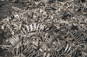 Bones of cows dumped in a large pile at a landfill. Disrespect, deadly business, eating meat