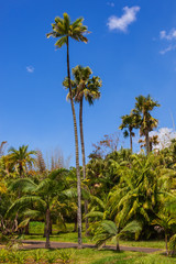 Palm trees against the background of blue sky and lush tropical greenery, Mauritius island