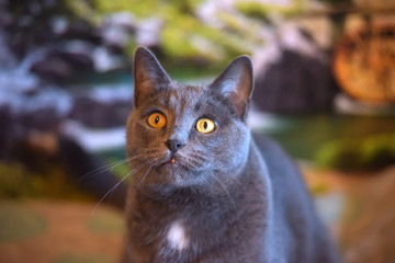 beautiful gray British cat
