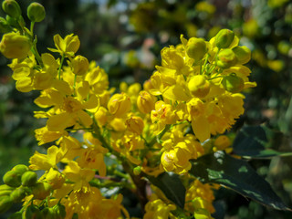 Obraz premium Soft focus bright yellow color of spring flowers Mahonia Aquifolium against the dark green of the plant. Wonderful natural background for any idea. Selective focus.