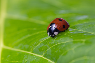 Ladybug on leaf