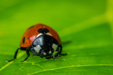 Ladybug on leaf