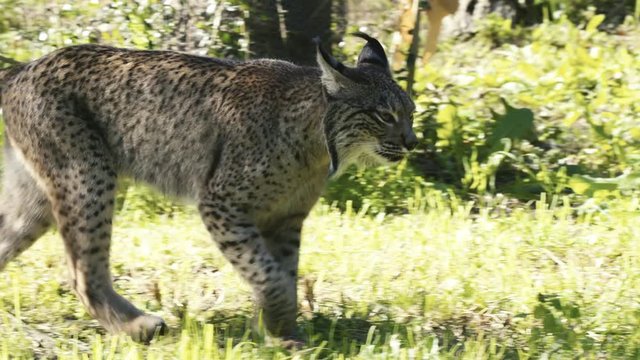 Lince ib&eacute;rico andando