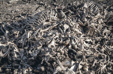 Bones of cows dumped in a large pile at a landfill. Disrespect, deadly business, eating meat