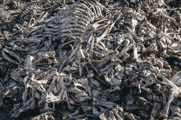 Bones of cows dumped in a large pile at a landfill. Disrespect, deadly business, eating meat