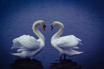 pair of swans
