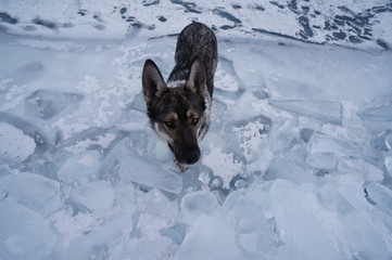 dog in Lake Baikal, Baikal, Russia