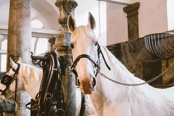 Royal Stable in Denmark, the city of Copenhagen in the territory of Christiansborg Slot. Old stable...