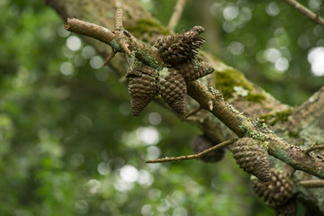 Pine branch with cones with lights bokeh over  blurred green bokeh background