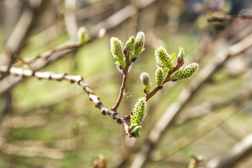 Close up, macro. Awakening of nature. Spring. Branch with blossoming green buds of willow.