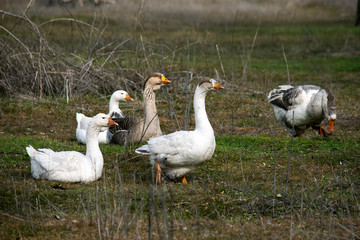 flock of geese grazing on green grass