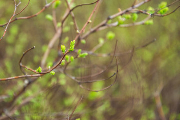 Close up, macro. Spring. Awakening of nature. Sprig of bushes with blooming green buds, delicate green leaves.