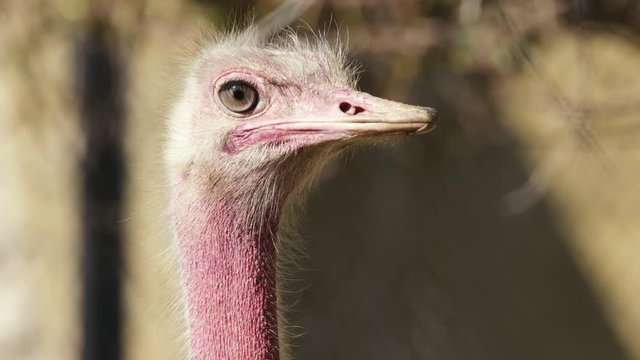ostrich close-up