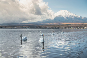 White swan spreading their wings with background of Mountain Fuji in Beautiful sunset at Yamanakako Lake, Japan