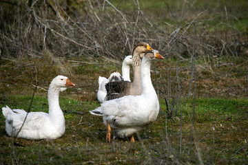 flock of geese grazing on green grass