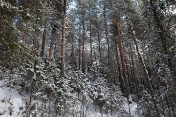 Winter in the wildwood.