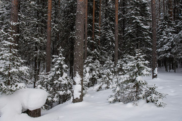 Fototapeta premium Winter in the wildwood.
