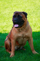 Dog breed Bullmastiff