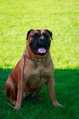 Dog breed Bullmastiff