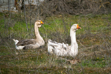 flock of geese grazing on green grass
