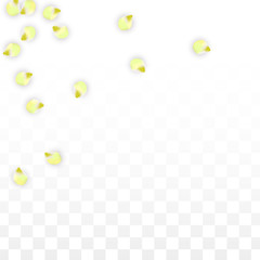 Vector Realistic Pink Petals Falling on Transparent Background.  Spring Romantic Flowers Illustration. Flying Petals. Sakura Spa Design. Blossom Confetti.