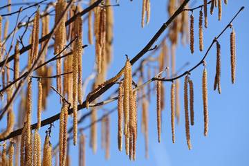 Pollen Hasel 