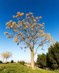 Fototapeta premium Melia azedarach et ses fruits