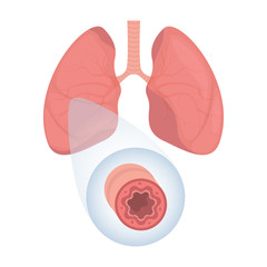 Lungs - human internal organ. Illustration of human lungs. Vector illustration.