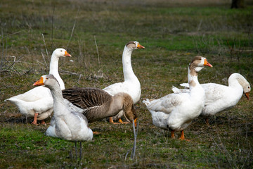 flock of geese grazing on green grass