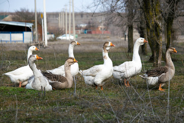 Obraz premium flock of geese grazing on green grass