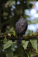 Bicoloured Hawk
