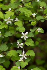 ニガイチゴの花