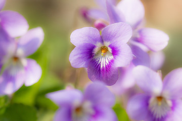 ニオイタチツボスミレ