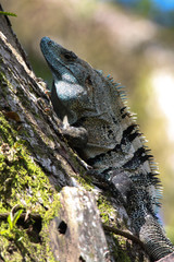 Black Iguana