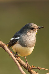 Oriental magpie robin, Copsychus saularis, Bharatpur, Rajasthan, India.