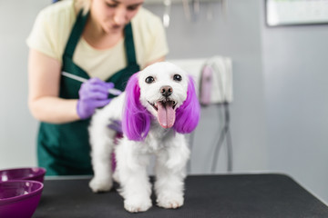 Maltese dog at grooming salon. Groomer dyeing dog's hair using pet hair dye.
