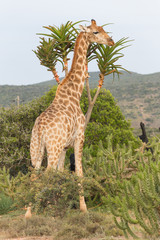 giraffe next to Aloe