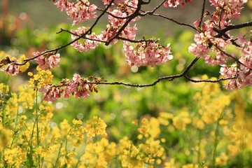 南伊豆　みなみの桜と菜の花祭り