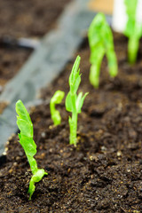 Fresh pea sprouts breaking through the soil.