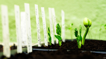 Fresh pea sprouts breaking through the soil.