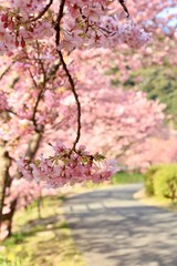 南伊豆　みなみの桜と菜の花祭り