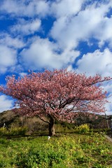 南伊豆　みなみの桜と菜の花祭り