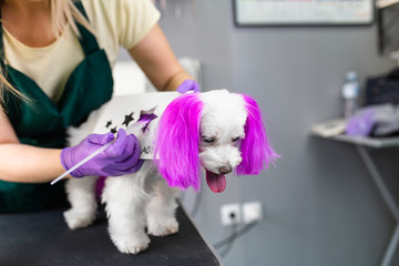 Maltese dog at grooming salon. Groomer dyeing dog's hair using pet hair dye.
